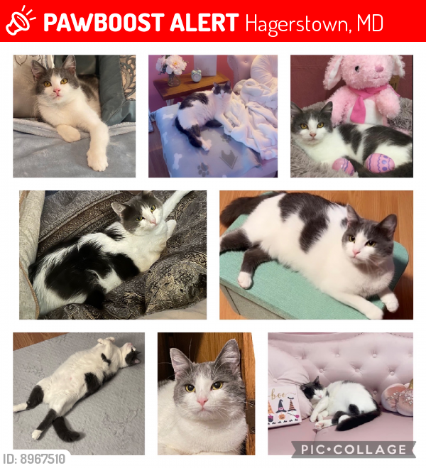 Lost Female Cat last seen Shelby Circle, Hagerstown, Hagerstown, MD 21740