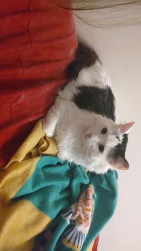 Lost Female Cat last seen Near N Commons Blvd, Mayfield, OH 44143, Mayfield Heights, OH 44143