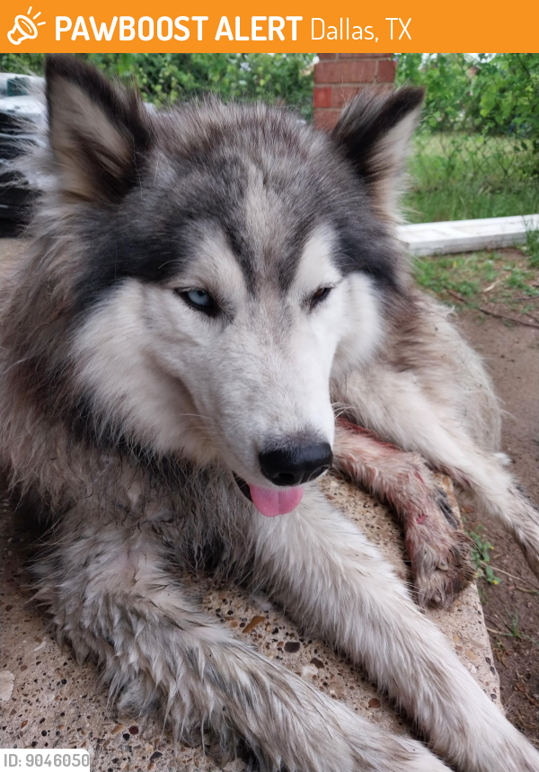 Found/Stray Male Dog last seen Haskell 75210, Dallas, TX 75223