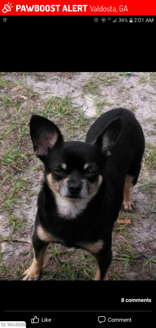 Lost Male Dog last seen Near Almond Tree Pl, Valdosta, GA 31602