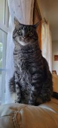 Lost Male Cat last seen Sutton Circle , Reading, PA 19606