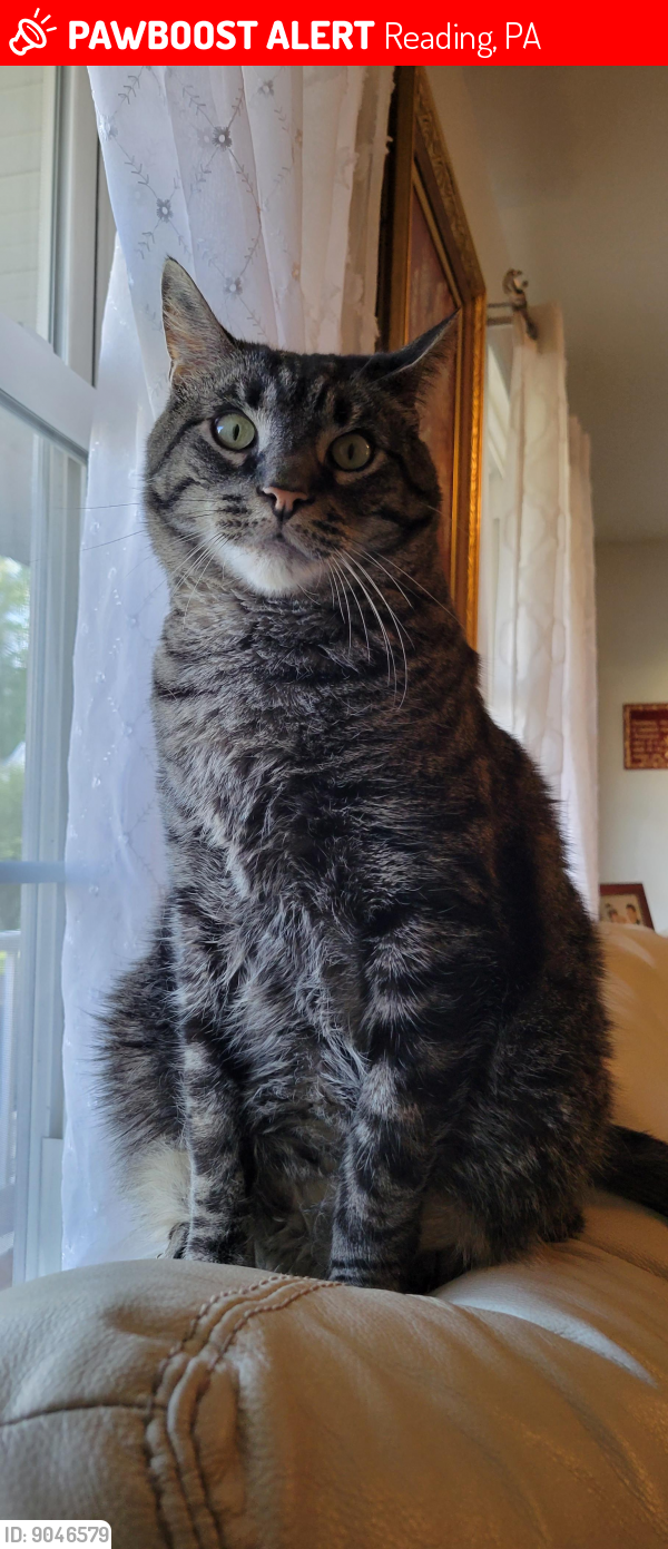 Lost Male Cat last seen Sutton Circle , Reading, PA 19606