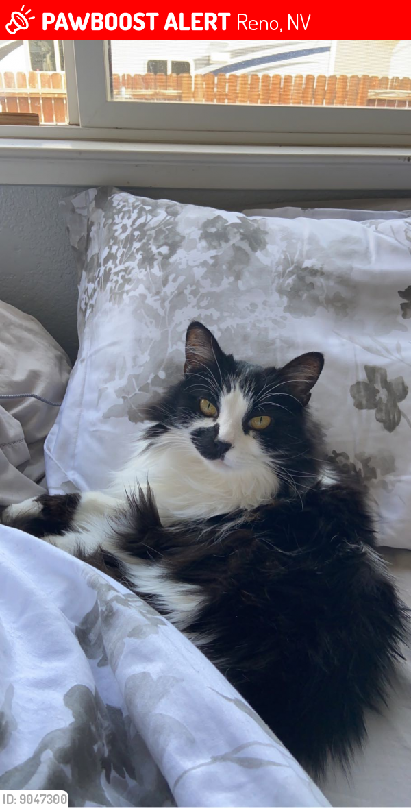 Lost Female Cat last seen Little Valley Rd, Reno, NV 89506