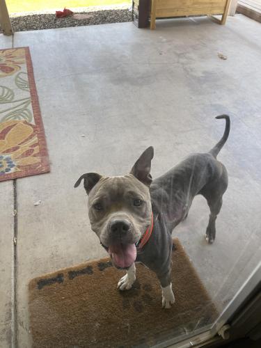 Found/Stray Male Dog last seen 17th Ave & Mohawk lane, Phoenix, AZ 85027