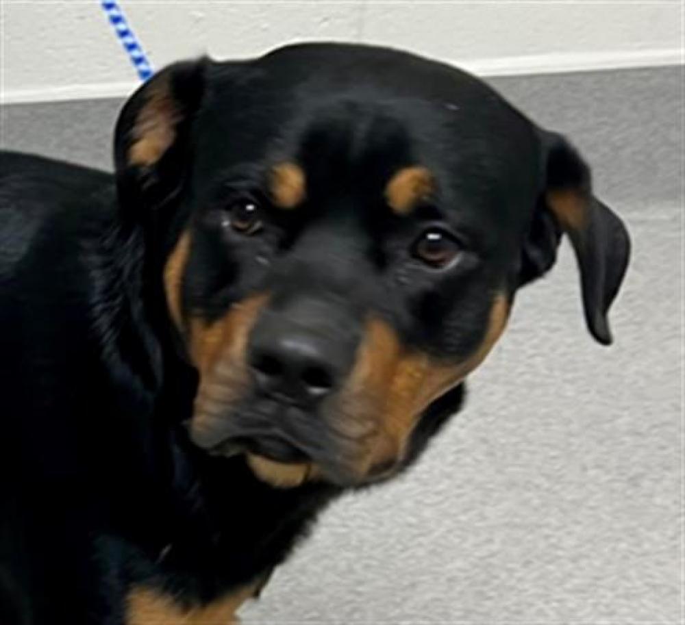 Shelter Stray Male Dog last seen 1ST, JOINER, Auburn, CA 95603