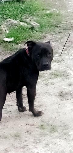 Lost Female Dog last seen The T and G trucking place we used to have a trailer that we lived in , West Columbia, SC 29172