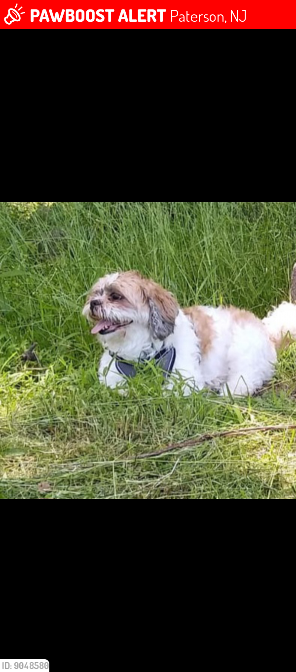 Lost Male Dog in Paterson, NJ 07501 Named Max (ID 9048580) PawBoost