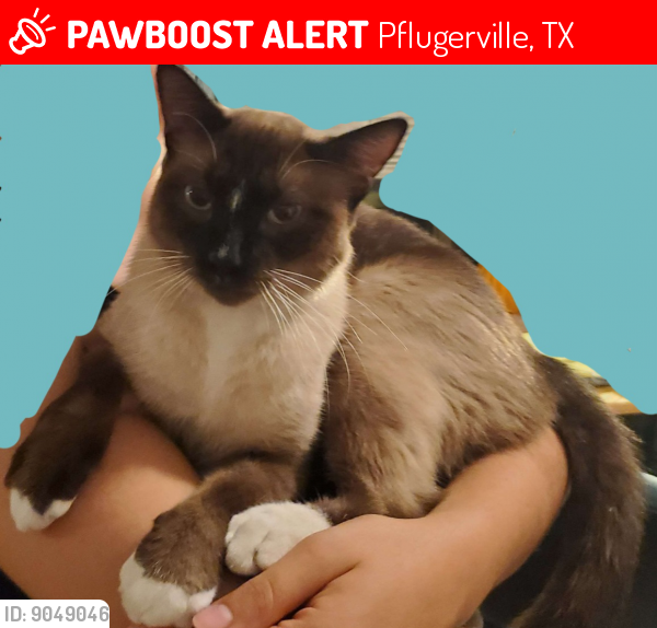 Lost Male Cat last seen Setting Sun Ct, Pflugerville, TX, Pflugerville, TX 78660