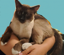 Lost Male Cat last seen Setting Sun Ct, Pflugerville, TX, Pflugerville, TX 78660