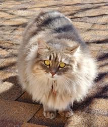 Lost Female Cat last seen Setting Sun Ct, Pflugerville, TX, Pflugerville, TX 78660