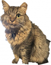 Lost Female Cat last seen Brandon Place neighborhood in Norfolk, VA near Five Points.  Near Texas St/Wellington St intersection., Norfolk, VA 23513