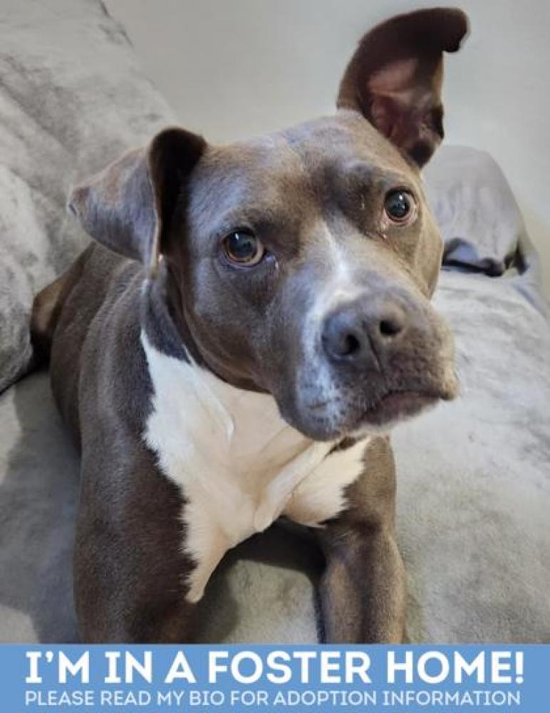 Shelter Stray Female Dog last seen Clinton/ Baltimore St, 21224, 21224, MD, Baltimore, MD 21230