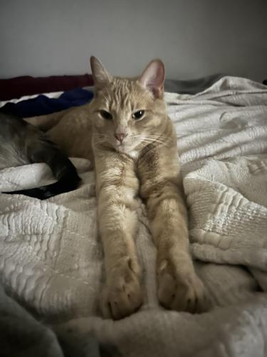 Lost Male Cat last seen 17th at Royal Ave area, Calgary, AB T2S 0B7