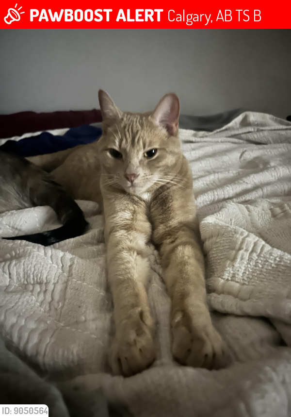 Lost Male Cat last seen 17th at Royal Ave area, Calgary, AB T2S 0B7