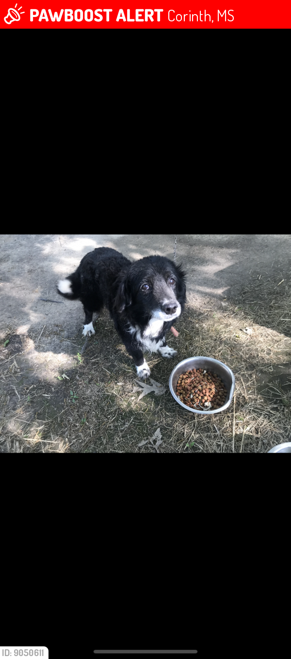 Corinth, MS Lost Male Dog, Shep Is Missing PawBoost
