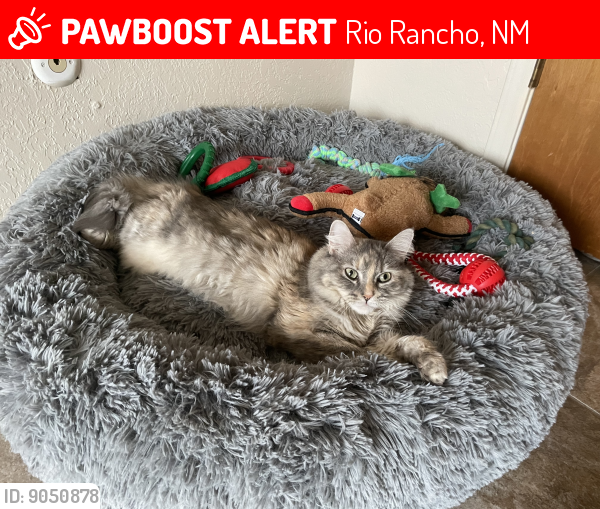 Lost Female Cat last seen Near Meadowlark Ct Se Rio Rancho, NM 87124, Rio Rancho, NM 87124
