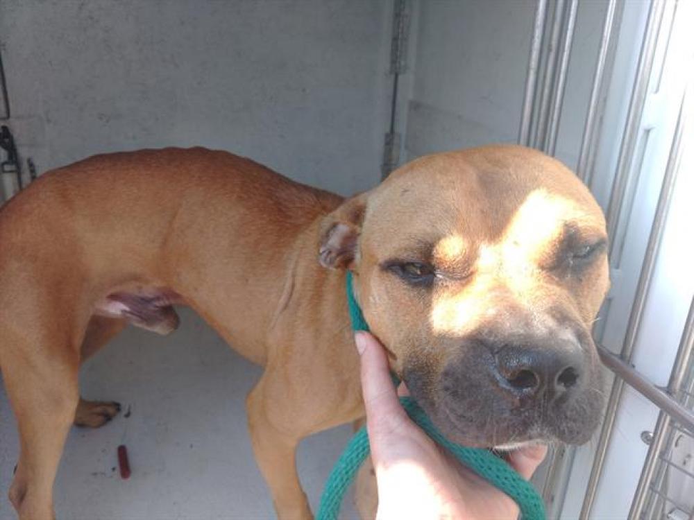 Shelter Stray Male Dog last seen Near BLOCK SW 2 PL, DANIA FL 33004, Davie, FL 33312