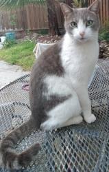 Lost Male Cat last seen Herndon/Milburn, Fresno, CA 93722