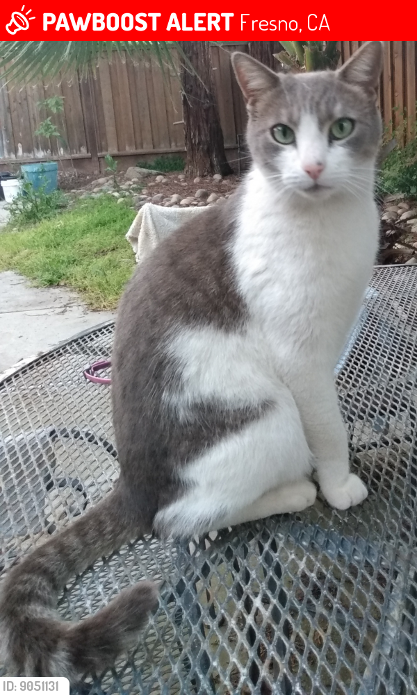 Lost Male Cat last seen Herndon/Milburn, Fresno, CA 93722