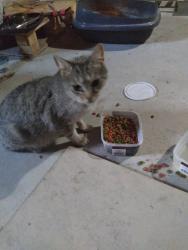 Lost Female Cat last seen She was sent from a shelter in Mo to a rescue in mn. She is pregnant and very close to delivery. , St. Cloud, MN 56301