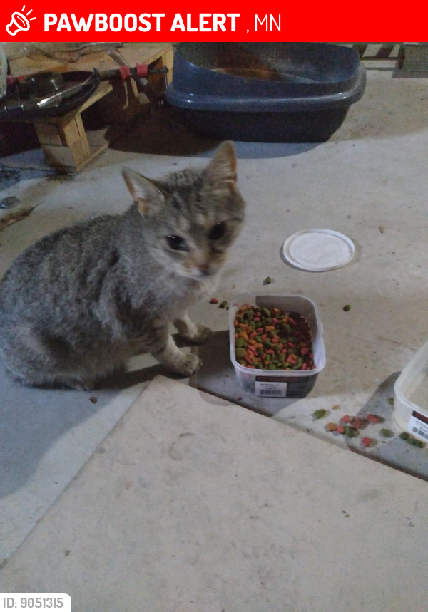 Lost Female Cat last seen She was sent from a shelter in Mo to a rescue in mn. She is pregnant and very close to delivery. , St. Cloud, MN 56301