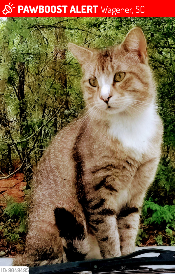 Lost Male Cat last seen Beside old abandon hse and the giant silver shed close to Ms Jackie's driveway, Wagener, SC 29164