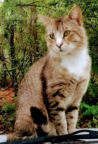 Lost Male Cat last seen Beside old abandon hse and the giant silver shed close to Ms Jackie's driveway, Wagener, SC 29164