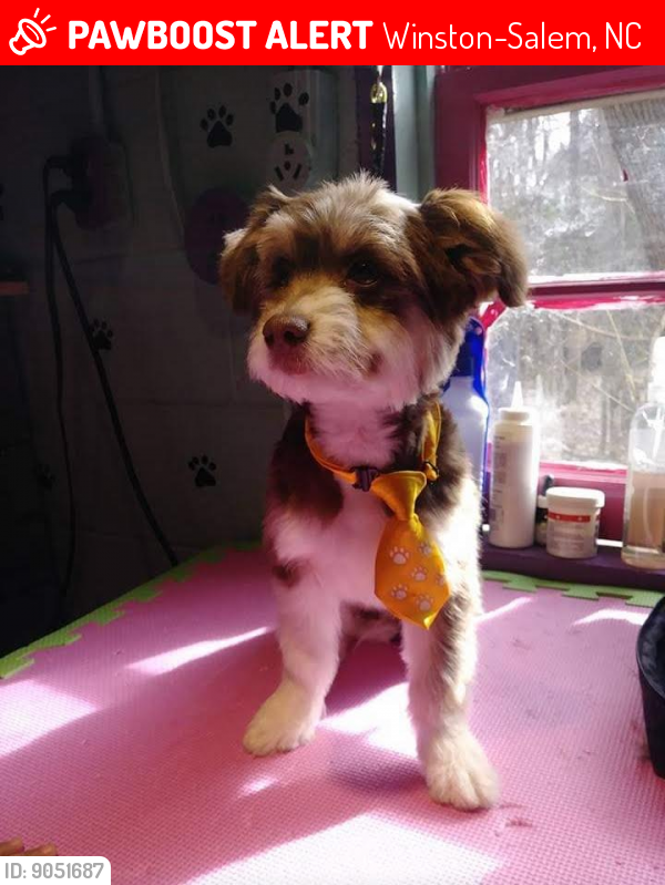 WinstonSalem, NC Lost Male Dog, Lucky Is Missing PawBoost
