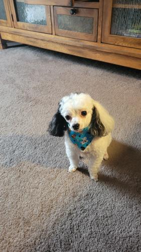 Lost Male Dog last seen July Ave. and Juno Ct., Forest Lake, MN 55025