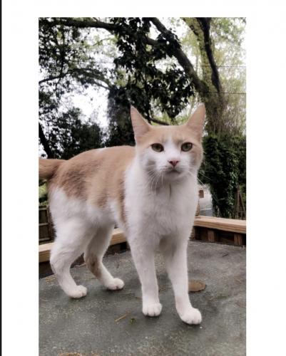 Lost Male Cat last seen Whippoorwill Dr West Columbia SC 29169, West Columbia, SC 29169
