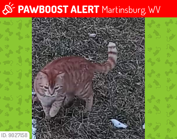 Lost Male Cat last seen Stoney lick road, Martinsburg, WV 25403