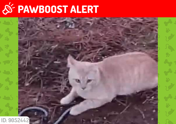 Lost Male Cat last seen Stoney lick road, Berkeley County, WV 25403