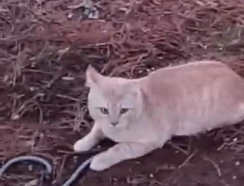 Lost Male Cat last seen Stoney lick road, Berkeley County, WV 25403