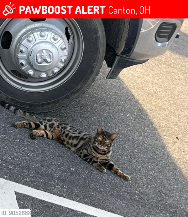 Canton, OH Lost Male Cat, Cat Or Kitty Is Missing PawBoost