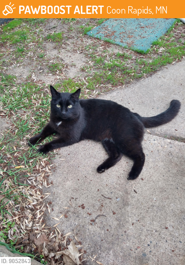 Rehomed Unknown Cat last seen Cheap Skate Roller Rink, no microchip, Coon Rapids, MN 55433