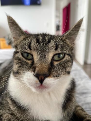 Lost Male Cat last seen Hidden Valley NW, Calgary, AB T3A