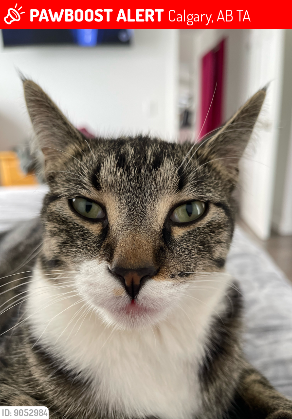 Lost Male Cat last seen Hidden Valley NW, Calgary, AB T3A