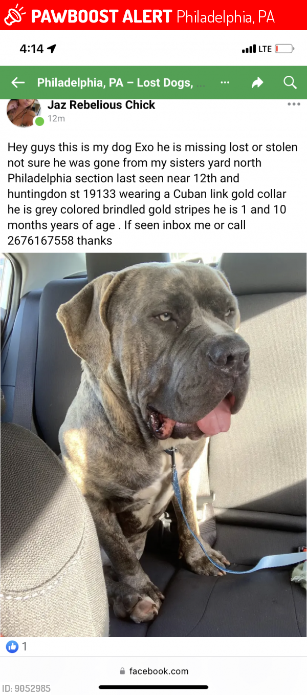 Lost Male Dog last seen 12th and sergeant , Philadelphia, PA 19133