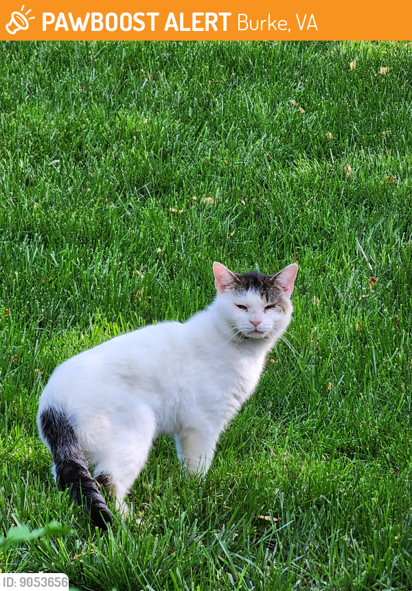 Found/Stray Unknown Cat last seen Old Keene Mill RD and Fairfax County  PKWY, Burke, VA 22015