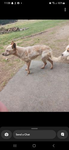 Lost Female Dog last seen 20th street near Timber ridge. Apartment, Oak Creek, WI 53154