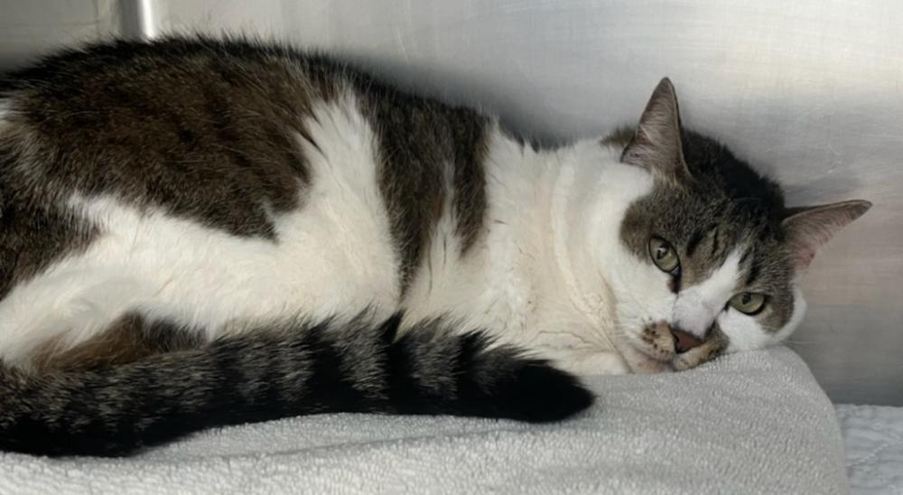 Shelter Stray Female Cat last seen Near Victory Boulevard, STATEN ISLAND, NY, 10314, Staten Island, NY 10309