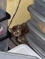 Lost Female Cat last seen Wampler Rd & Pawnee Rd, Middle River, MD 21220