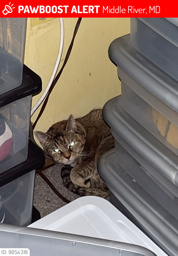 Lost Female Cat last seen Wampler Rd & Pawnee Rd, Middle River, MD 21220