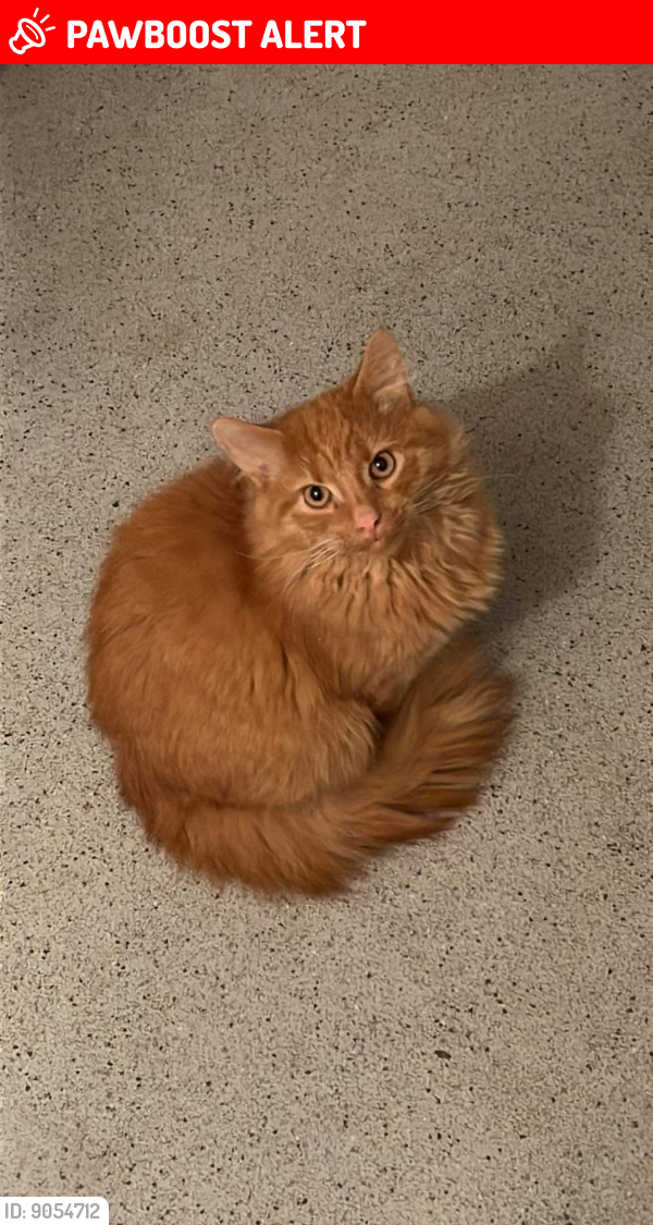 Lost Male Cat last seen Stoggy Lane, Plympton, England PL7
