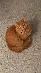 Lost Male Cat last seen Stoggy Lane, Plympton, England PL7