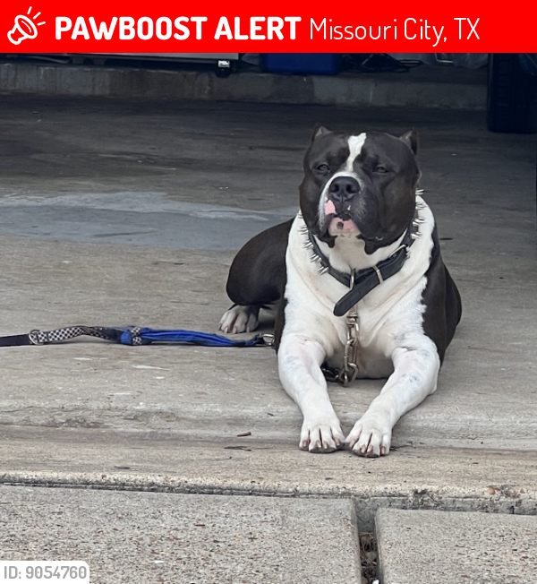 Lost Male Dog last seen Aldridge and Vicksburg, Missouri City, TX 77459