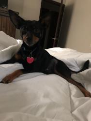 Lost Male Dog last seen Kibler hwy, Van Buren, AR 72956