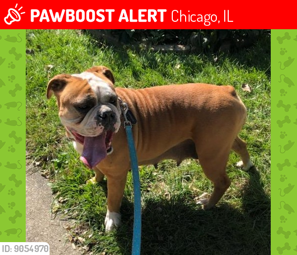 Lost Female Dog last seen Leamington St & Lexington St. Chicago, Il 60644, Chicago, IL 60644