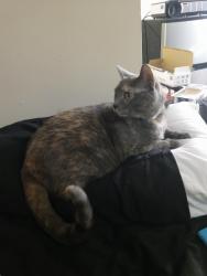 Lost Female Cat last seen On the street of Sheridan. By what used to be Sharx, now an empty lot., Minneapolis, MN 55412