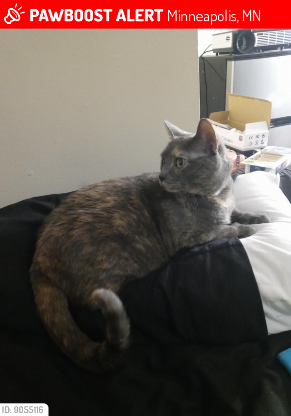 Lost Female Cat last seen On the street of Sheridan. By what used to be Sharx, now an empty lot., Minneapolis, MN 55412
